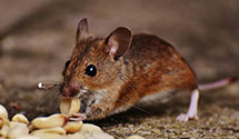 24 Hour & Emergency Exterminators in Pueblo, KY